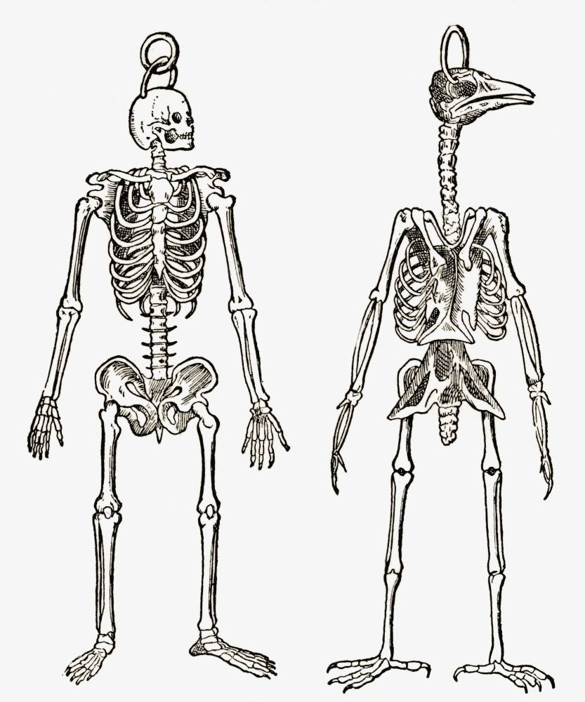 Skeletons Of A Man And A Bird Drawn To The Same Scale From The Strand Magazine Published 1897 Canvas Art - Ken Welsh Design Pics (14 x 17)
