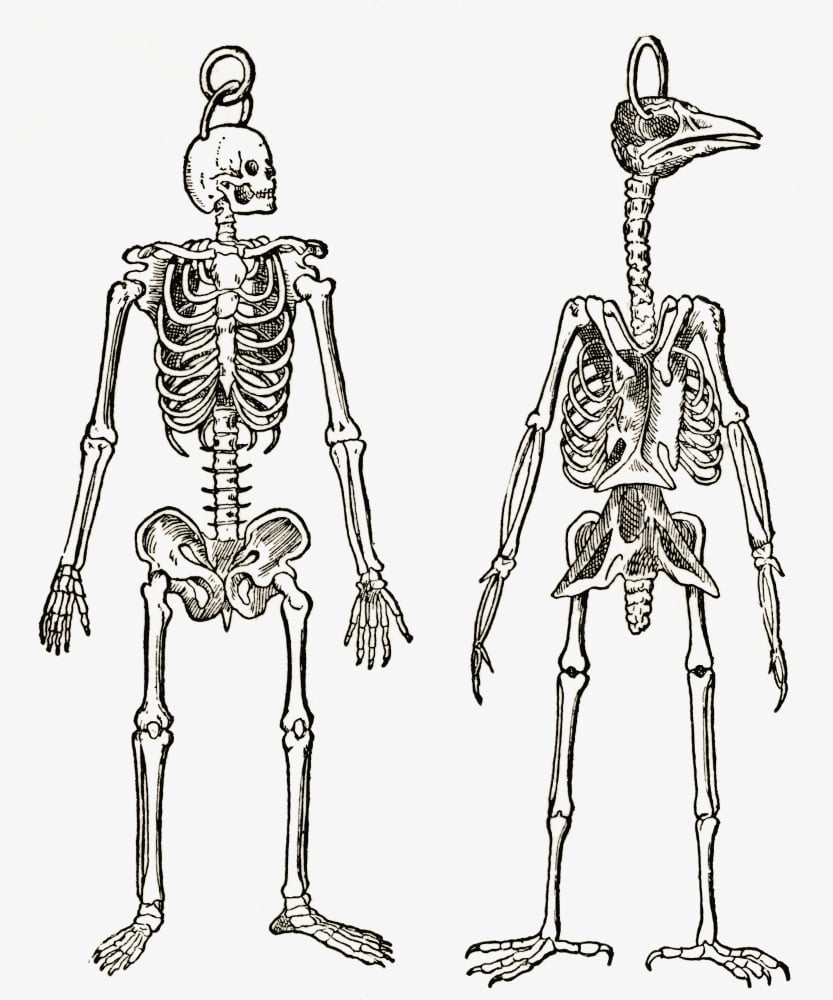 Skeletons Of A Man And A Bird Drawn To The Same Scale From The Strand Magazine Published 1897 Canvas Art - Ken Welsh  Design Pics (28 x 34)