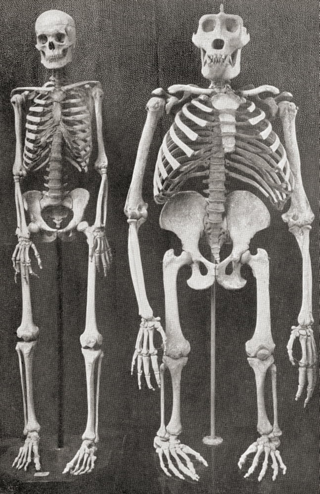Skeletons Of Man Left And Gorilla Right From The Living Animals Of The World Published C1900 Canvas Art - Ken Welsh Design Pics (12 x 19)