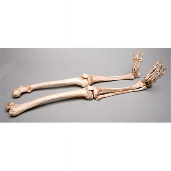 Skeletons and More  Aged Left Skeleton Leg - Brown - Life-size