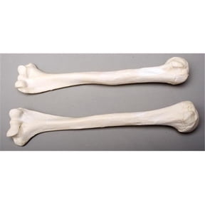 Skeletons and More Left Humerus Bone - Life-size Durable Plastic Bone for Left Arm