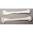 thumbnail image 1 of Skeletons and More  Left Humerus Bone, 1 of 1