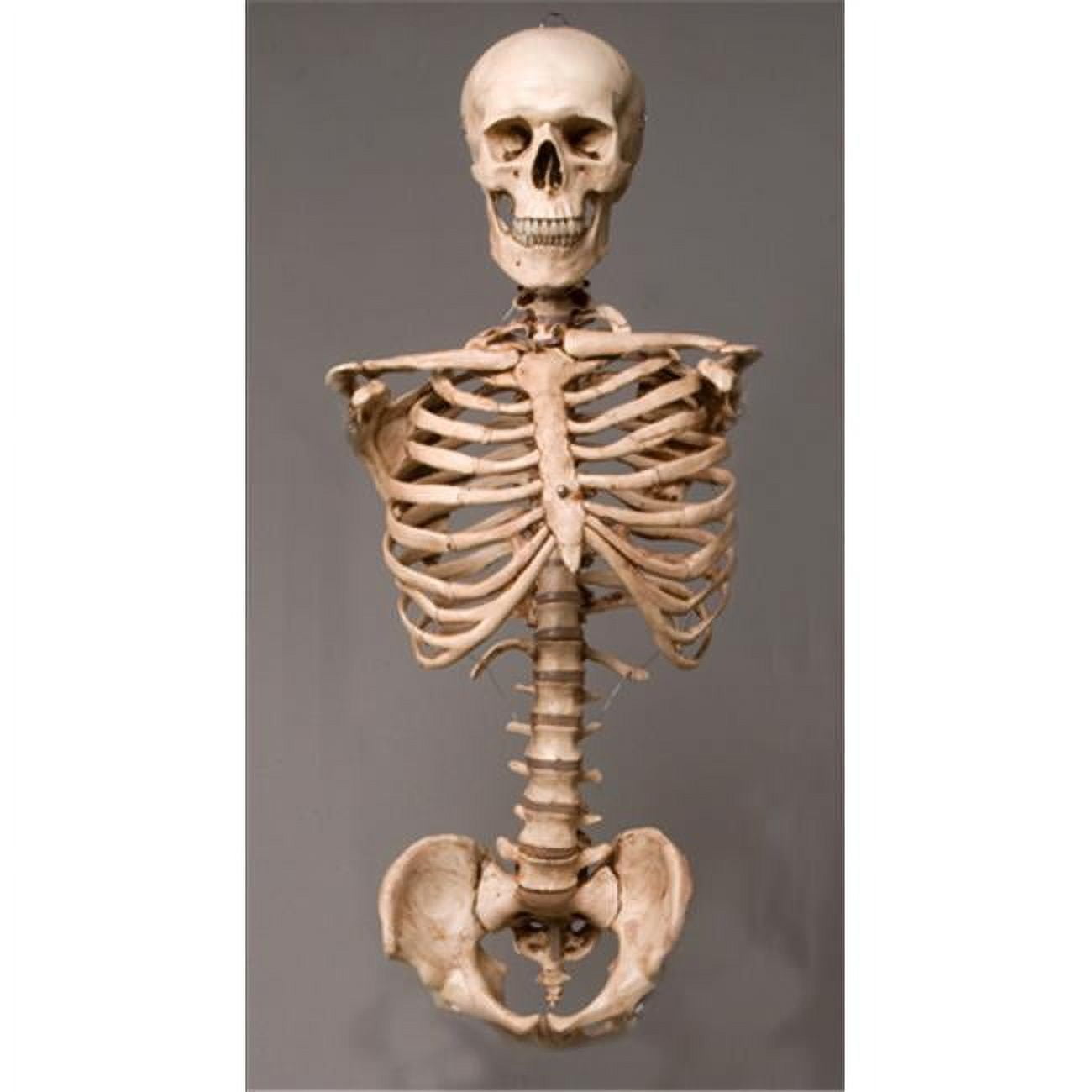 リラクゼーショングッズ Skull Lean Skeletons and More SM110DA Aged Torso with Skull - Walmart.com