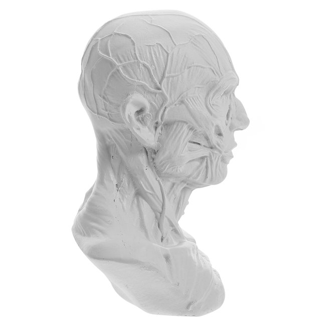 Sketch Statue Office Desk Decor Painting Model Skull Head Craft Muscles