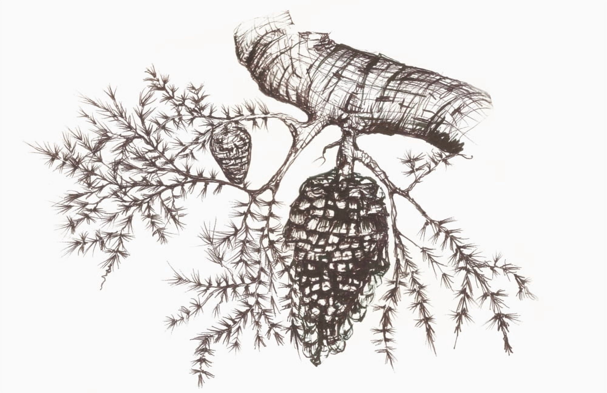 Sketch of a pine cone hanging from a tree branch Canvas Art - Vern Hoffman Design Pics (38 x 24)