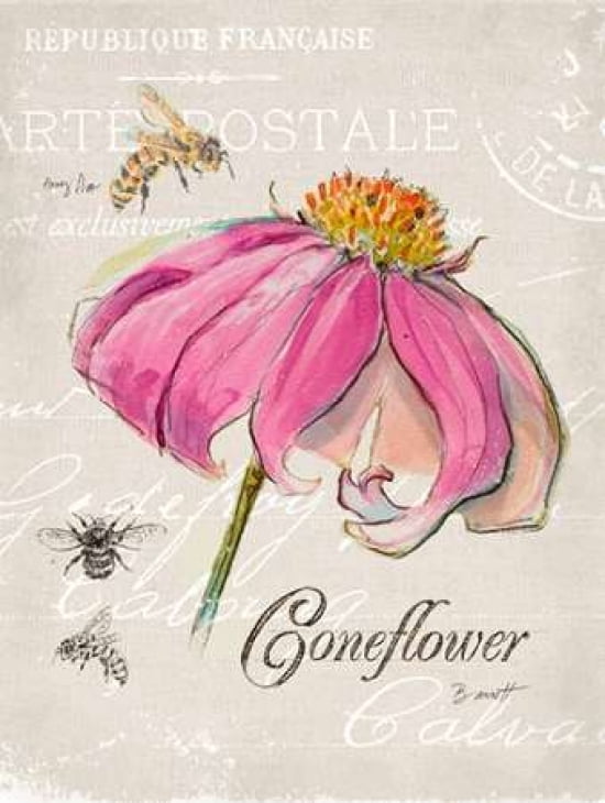 Sketchbook Coneflower Canvas Art - Chad Barrett (22 x 28)
