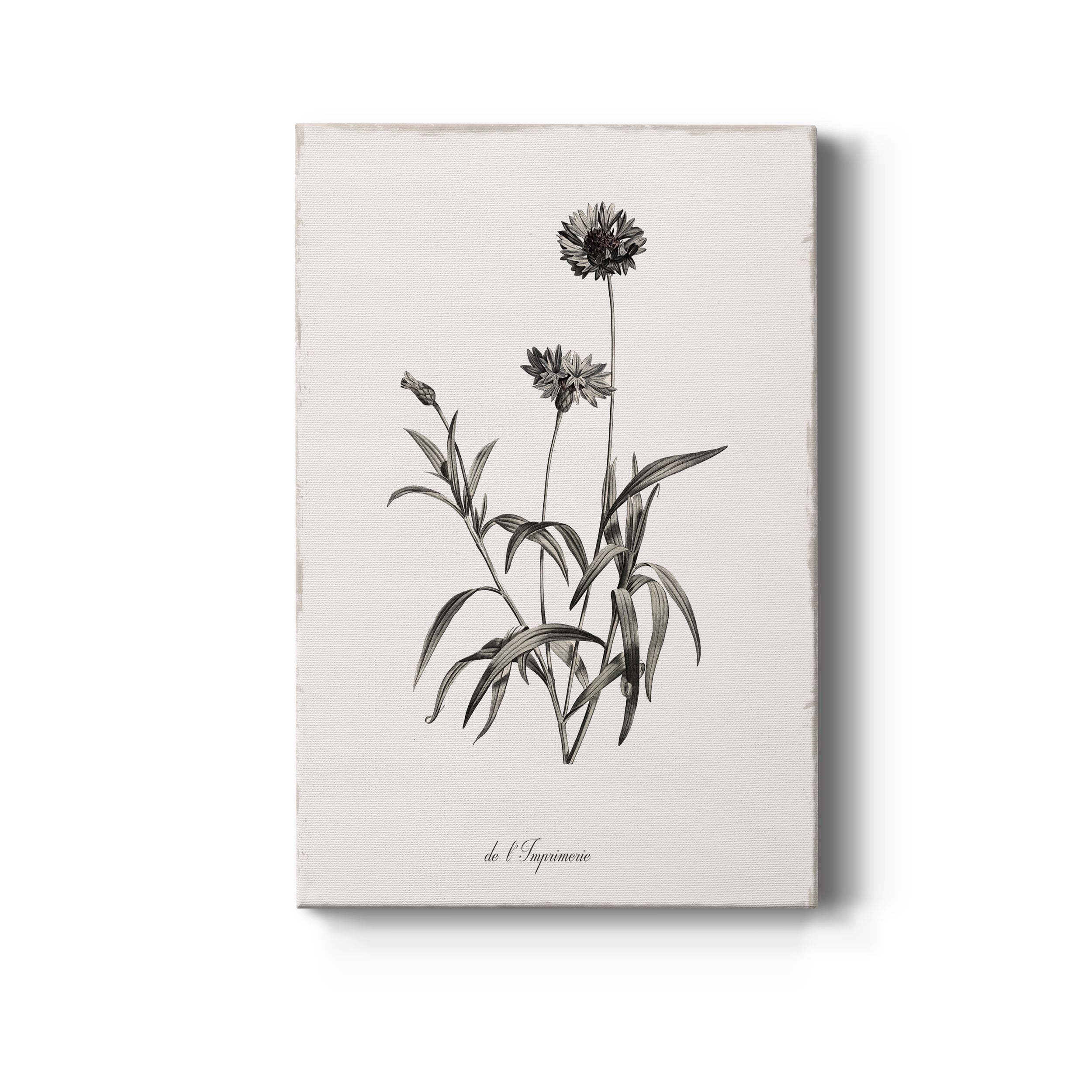 Sketchbook Imperial Premium Gallery Wrapped Canvas - Ready to Hang - 32 x 48