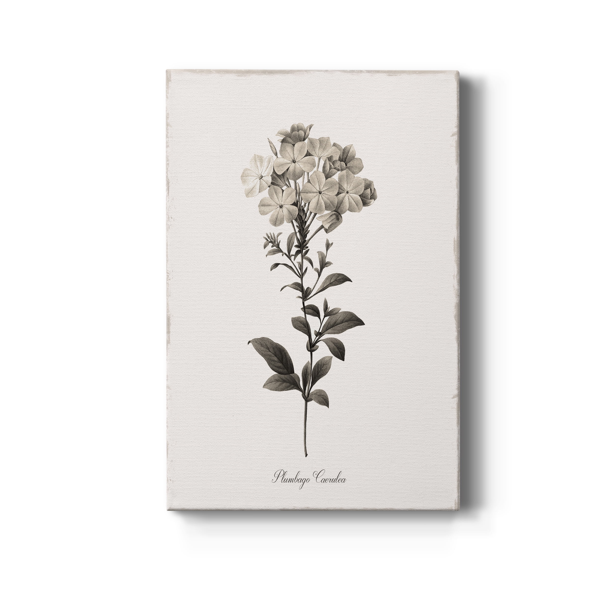 Sketchbook Leadwort Premium Gallery Wrapped Canvas - Ready to Hang - 24 x 36