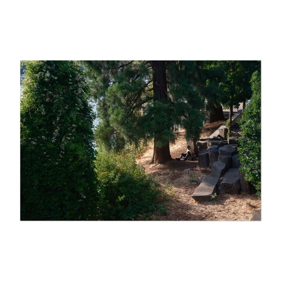 Sketching Shadows by the River - Portland Oregon Photography Woodland Forest Nature Landscape Scenic Wilderness Summer Unframed Wall Art Print 4 x 6 inches