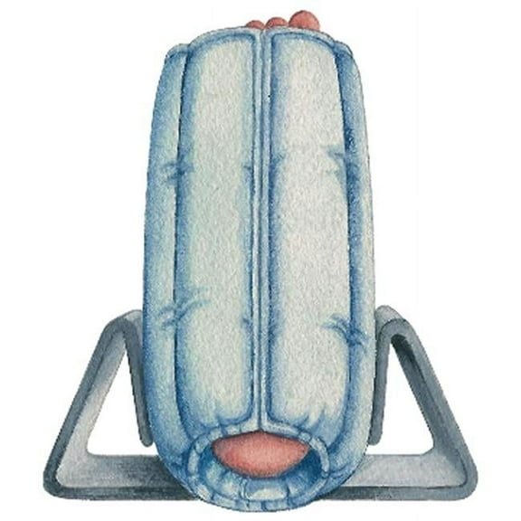 SkiL-Care Bilateral Anti-Rotation - Plastic, Small/Medium