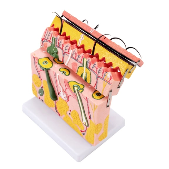 Skin Anatomical Model 70X Enlarged Skin Model Teaching Tool for Science Study