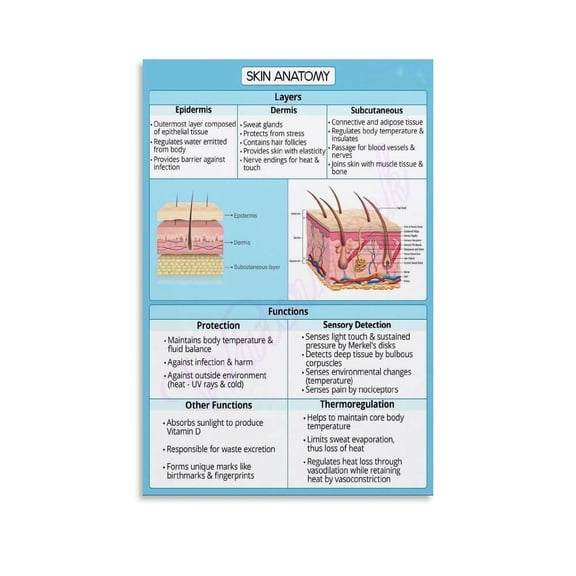 Skin Anatomy Skin Anatomy Posters Canvas Painting Posters And Prints Wall Art for Living Room Bedroom Decor