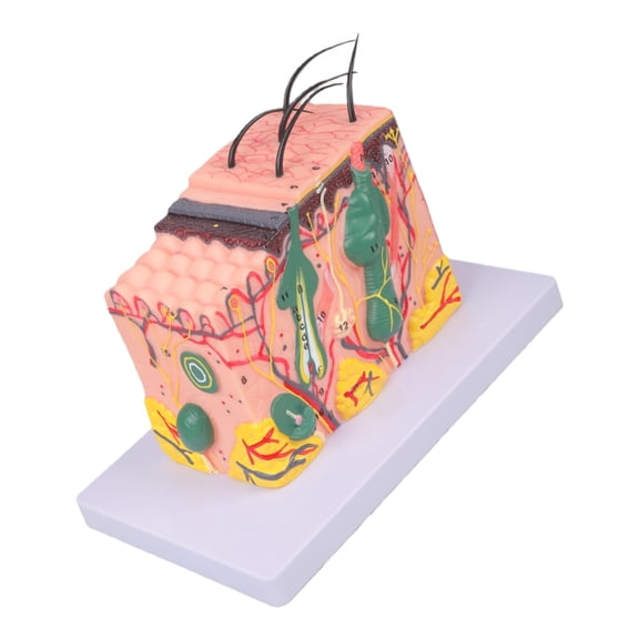 Skin Model 35/50/70/85X Enlarged Anatomical Skin Layer Structure Model for Science Learning Teaching Display