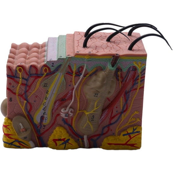 Skin Model, 35X and Hair Structure Enlarge Model Anatomical Anatomy for Science Classroom Study Display Teaching