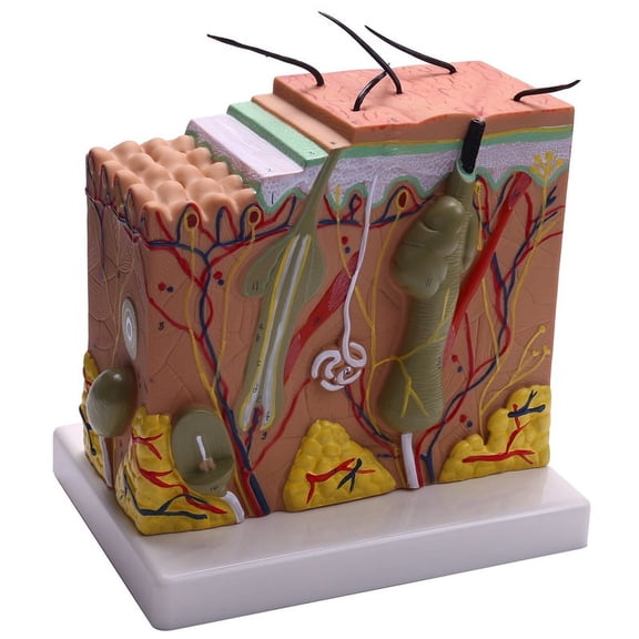 Skin Model, 50X Skin and Hair Structure Enlarge Model Anatomical Model Anatomy for Science Classroom Study Display Teaching Model,1 * Skin Model,picture