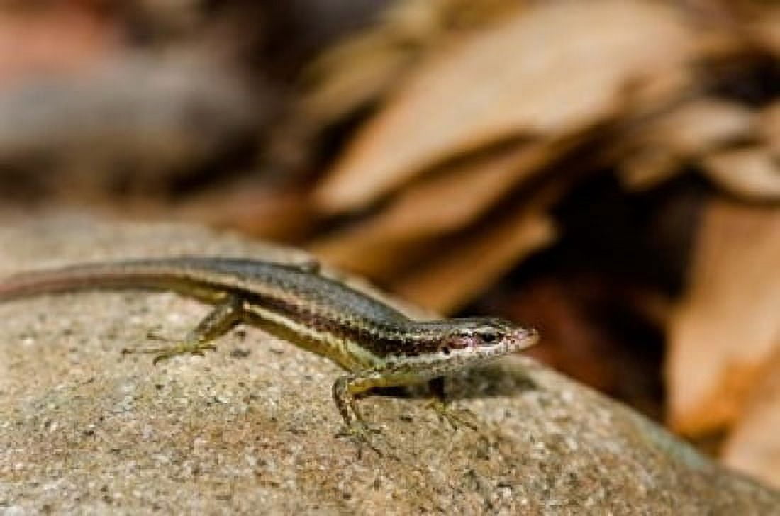 Skink Lizard on Fregate Island Seychelles Africa Canvas Art - Alison Wright DanitaDelimont (34 x 23)