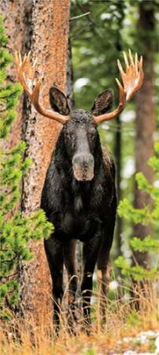 Skinny Chocolate Moose Canvas Art - Gary Crandall (24 x 48)
