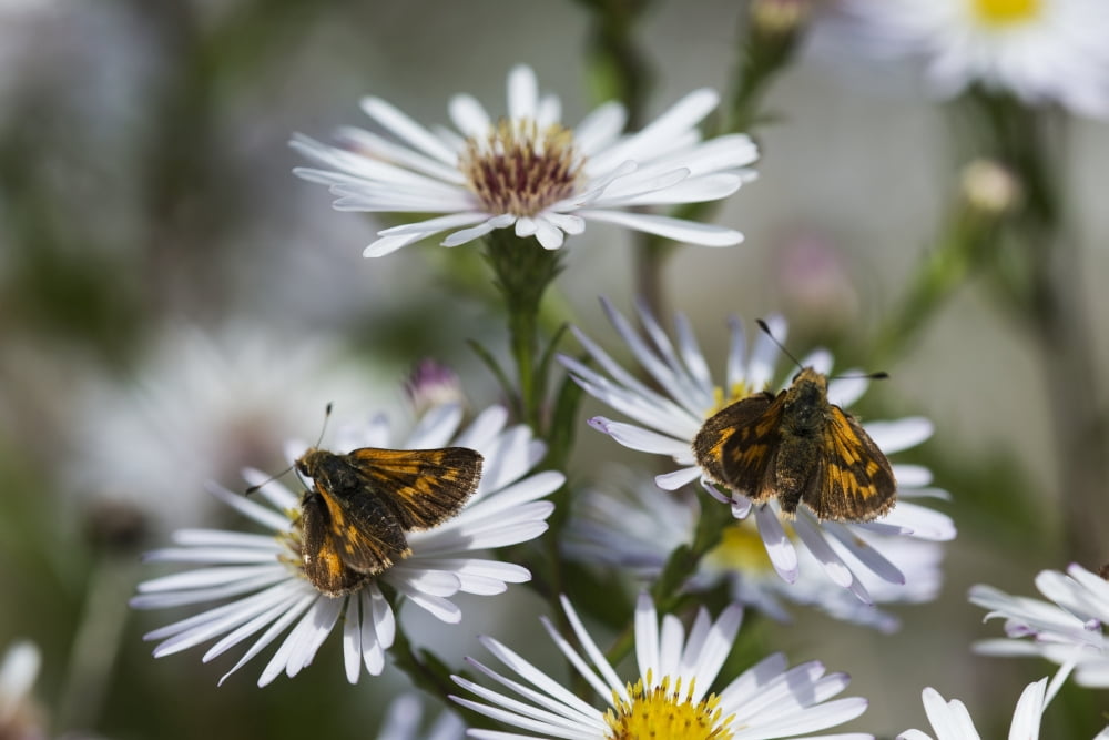 Skipper butterflies (Hesperiidae) feed on Aster blossoms in a garden Astoria Oregon United States of America Canvas Art - Robert L Potts Design Pics (18 x 12)