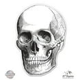 thumbnail image 1 of Skull Anatomy - 3" Vinyl Sticker - For Car Laptop I-Pad Phone Helmet Hard Hat - Waterproof Decal, 1 of 1