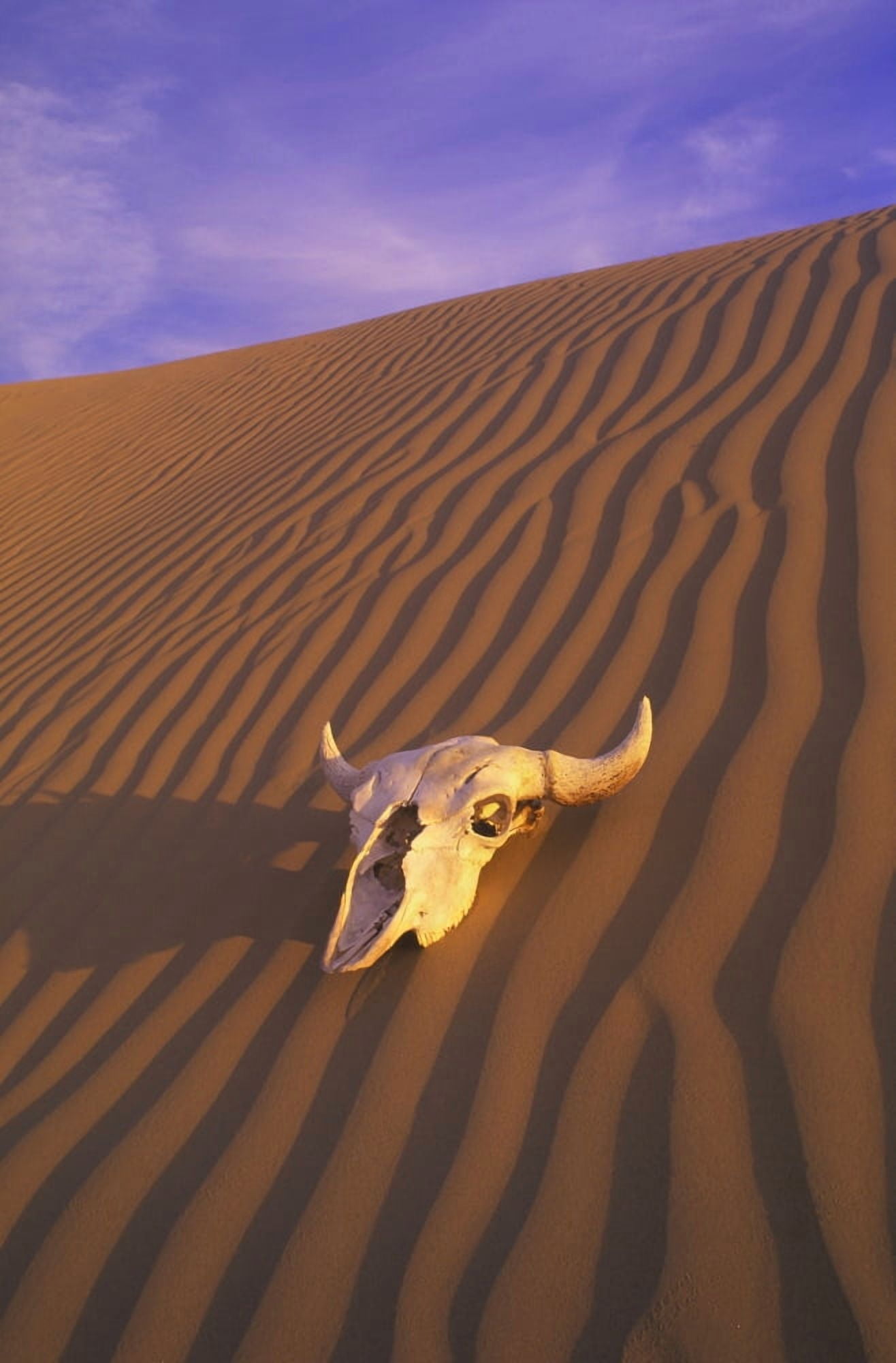 Skull In Desert Canvas Art - Carson Ganci Design Pics (11 x 17)