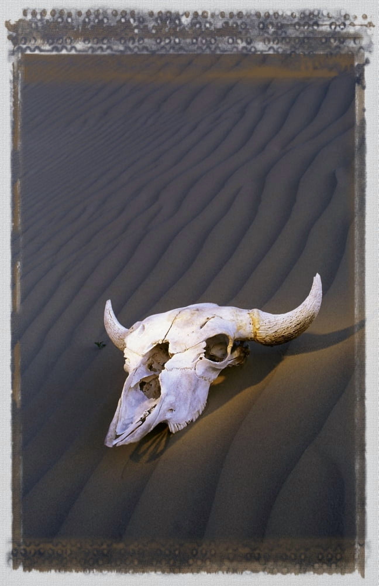 Skull In Desert Canvas Art - Carson Ganci Design Pics (11 x 17)