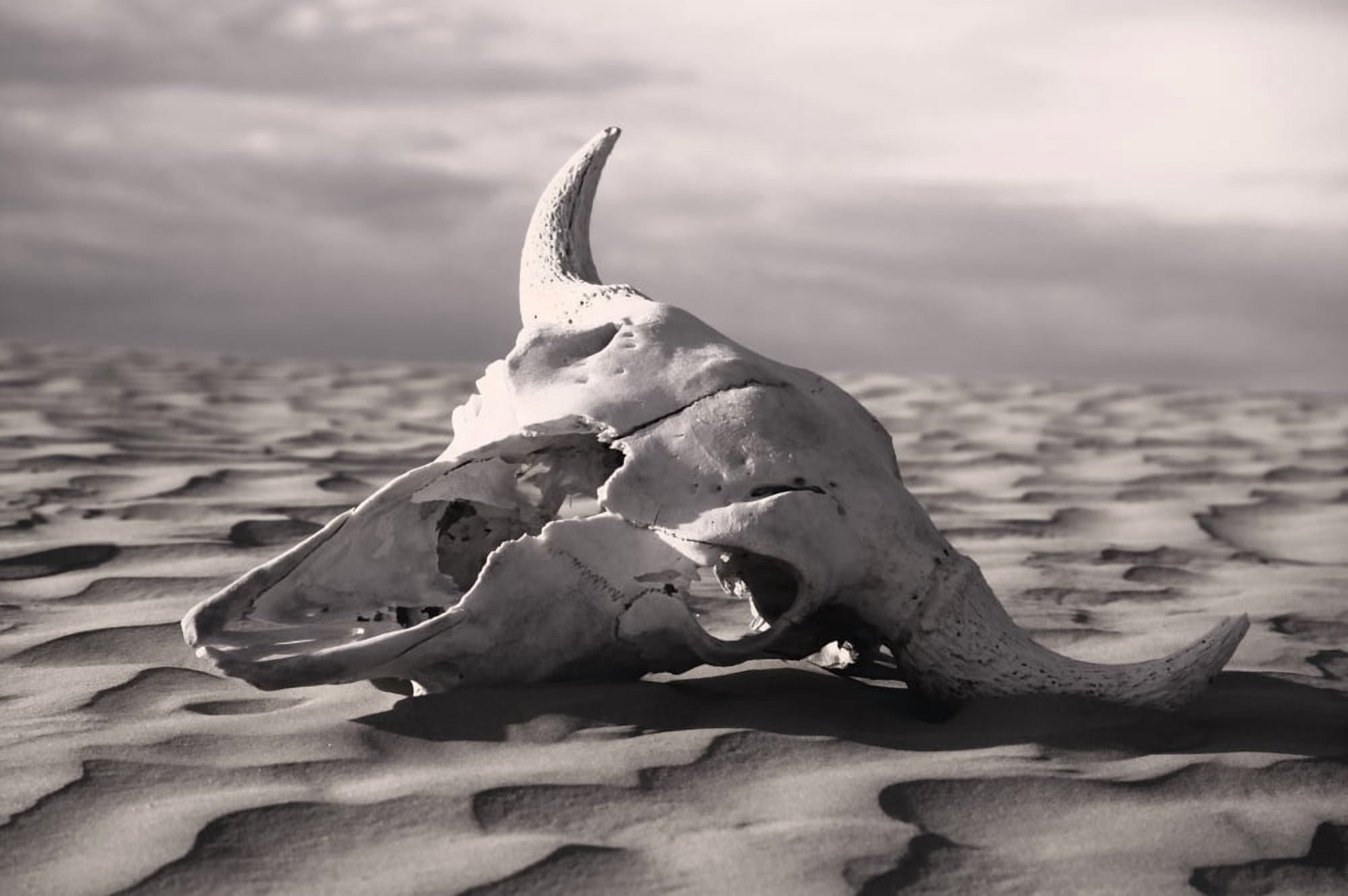 Skull In Desert Canvas Art - Carson Ganci Design Pics (17 x 11)