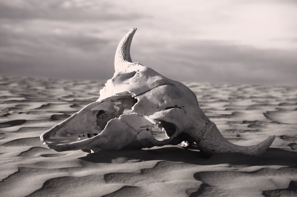 Skull In Desert Canvas Art - Carson Ganci Design Pics (34 x 22)