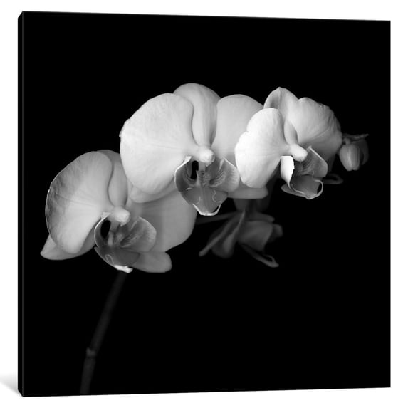 iCanvas  "Easter Orchid V, B&W" by Magda Indigo Canvas Print
