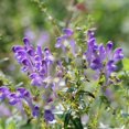 thumbnail image 1 of Skullcap Seeds - Baical Skullcap Herb Seed - 200 Seeds, 1 of 5