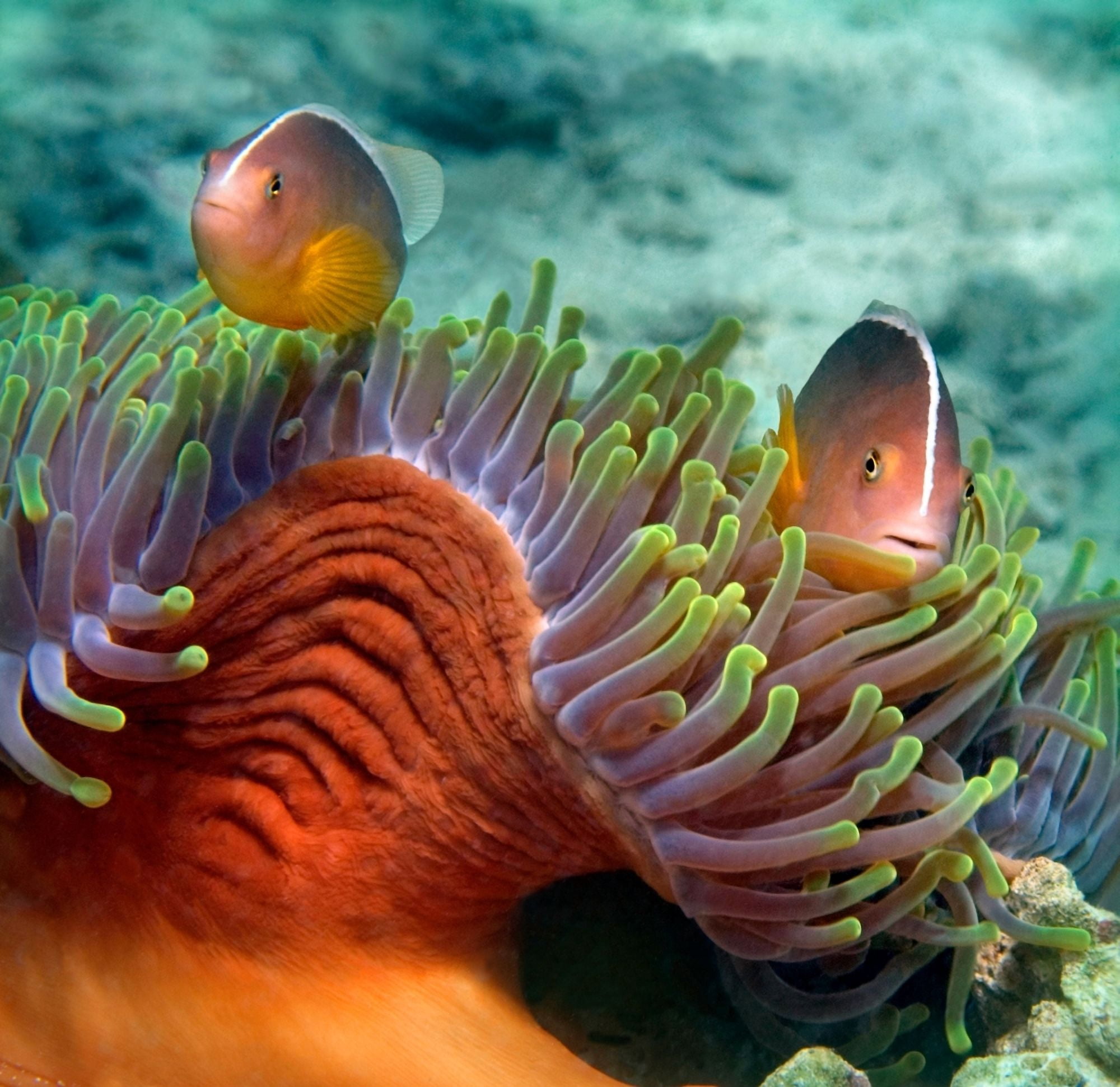 Skunk Anemonefish and Indian Bulb Anemone Kisite Island Kenya Canvas Art - Panoramic Images (24 x 24)