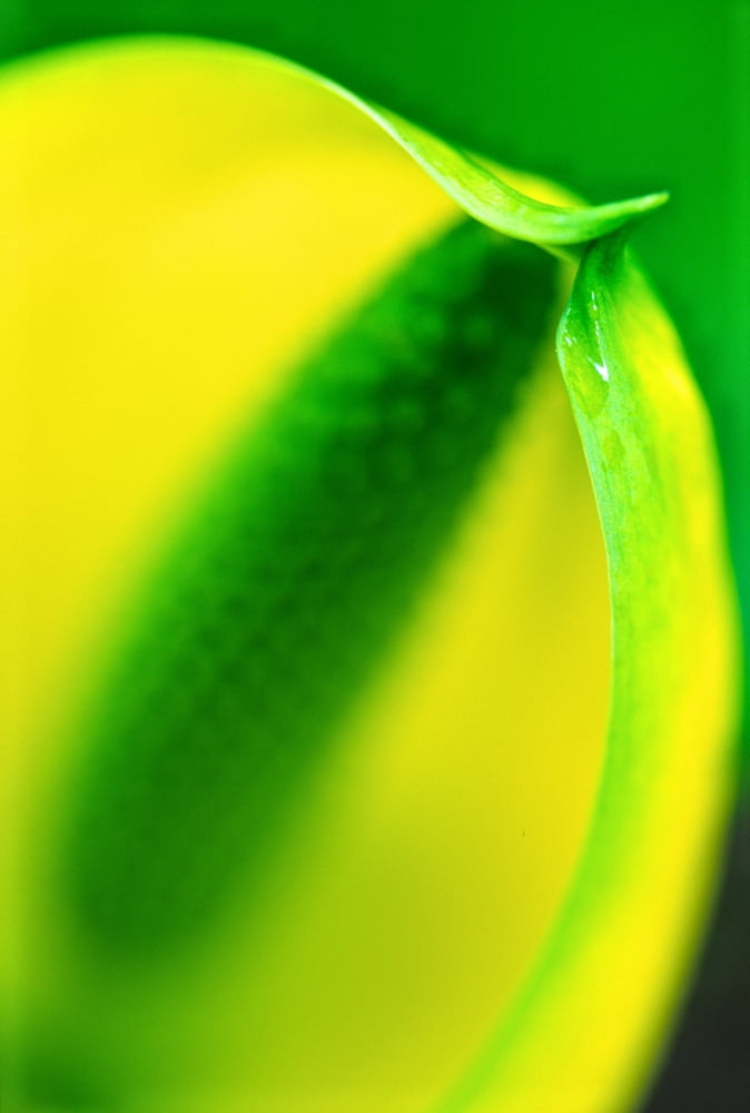 Skunk Cabbage (Lysichiton Americanum) Canvas Art - Robert Postma Design Pics (12 x 17)