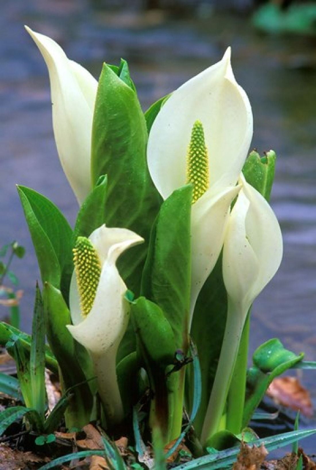 Skunk Cabbage Mt Hakkoda Japan Canvas Art - Rob Tilley DanitaDelimont (14 x 21)
