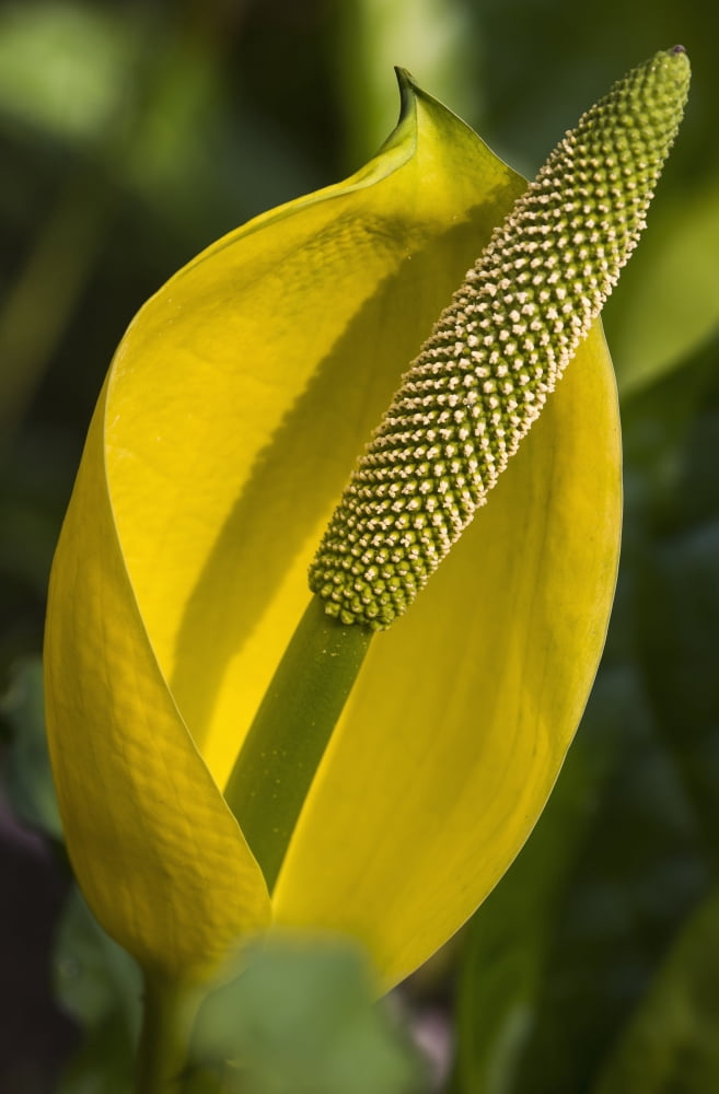 Skunk Cabbage blooms in swampy areas Astoria Oregon United States of America Canvas Art - Robert L Potts Design Pics (24 x 38)