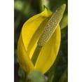 thumbnail image 1 of Skunk Cabbage blooms in swampy areas; Astoria Oregon United States of America Poster Print (12 x 19), 1 of 2