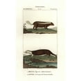 thumbnail image 1 of Skunk Species, Mephitis Mephitis, And Seaa Poster Print By ® Florilegius Mary Evans (24 X 36), 1 of 3