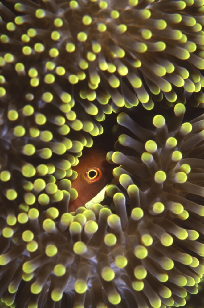 Skunk clownfish hiding in anemone Indonesia Canvas Art - Beverly FactorStocktrek Images (23 x 35)