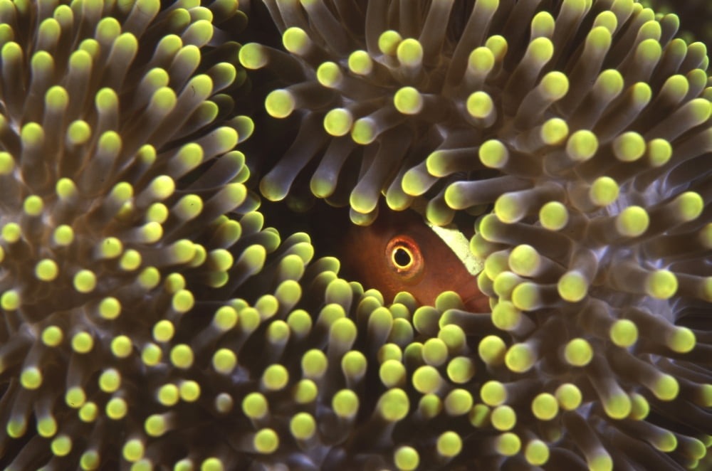 Skunk clownfish hiding in anemone Indonesia Canvas Art - Beverly FactorStocktrek Images (35 x 23)