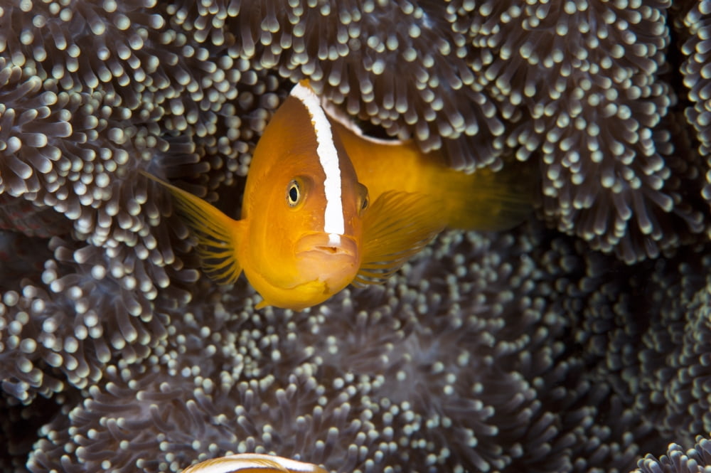 Skunk clownfish in anemone North Sulawesi Indonesia Canvas Art - Beverly FactorStocktrek Images (18 x 12)