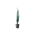 thumbnail image 1 of Sky Pencil Japanese Holly - 1 Large 3 Gallon Plants - Low Maintenance Formal Evergreen Ilex Hedge, 1 of 6