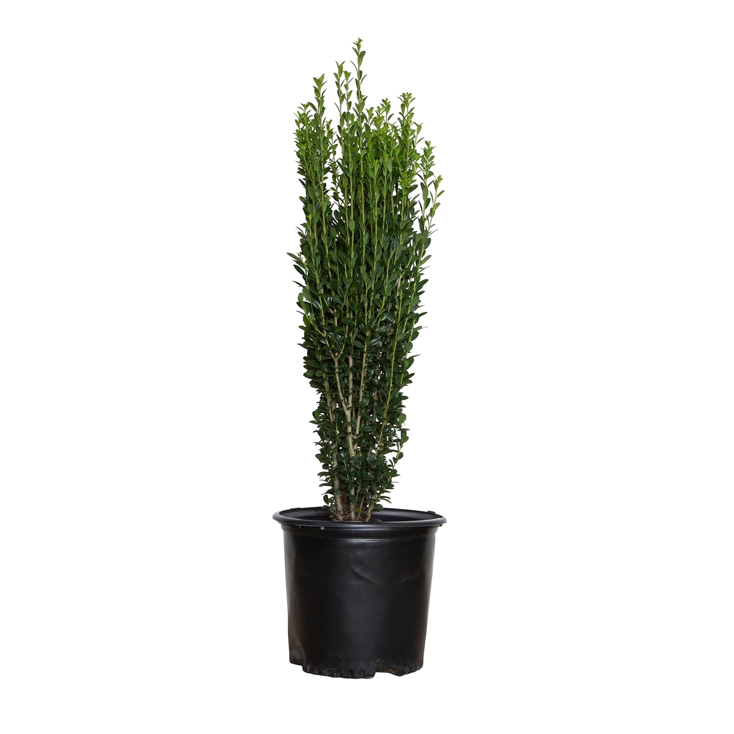 HOLLY Amazon.com: 2.25 Gallon Steeds Upright Japanese Holly (Ilex