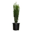 thumbnail image 1 of Expert Gardener Sky Pencil Japanese Holly (2.5 Gallon) Narrow and Upright Evergreen Shrub - Full Sun Outdoor Plant, 1 of 10