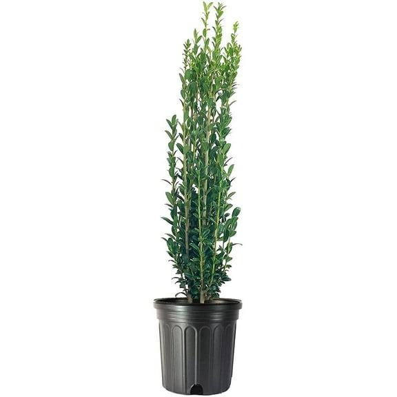 Sky Pencil Japanese Holly - 2 Live Gallon Size Plants - Ilex Crenata - Low Maintenance Formal Evergreen Hedge