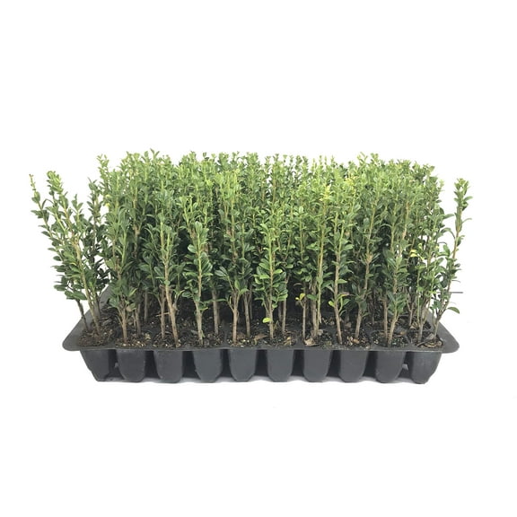 Sky Pencil Japanese Holly - 20 Live Plants - Ilex Crenata - Formal Low Maintenance Evergreen