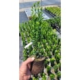 thumbnail image 1 of Sky Pencil Japanese Holly Tree - Live Plant ( 1 QT ), 1 of 7