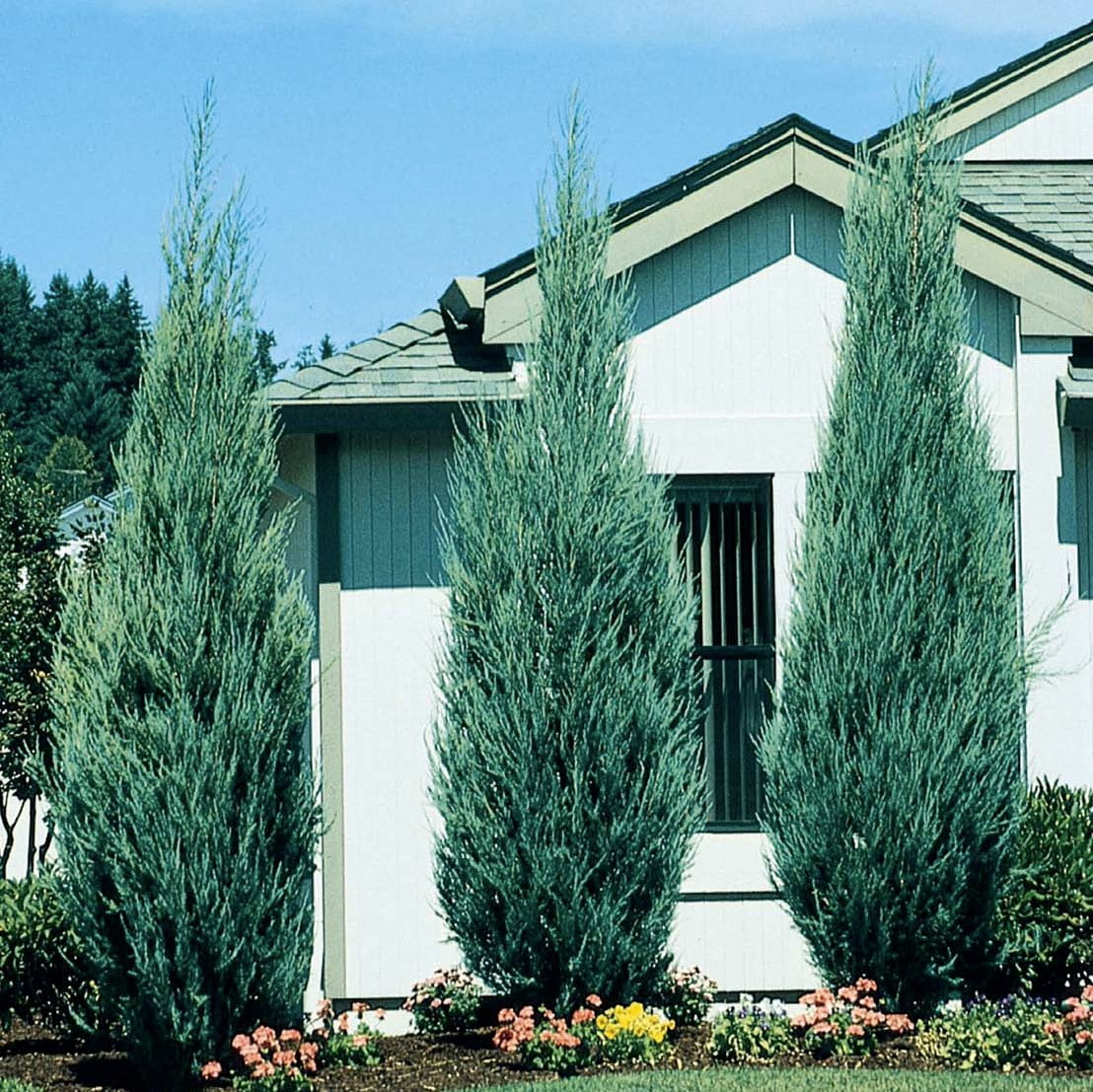 Sky Rocket Blue Juniper Tree - Live Plant - ( 2.5 QT ) - Evergreen - Full Sun