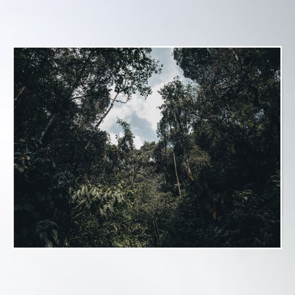 Sky View Through Trees With Dark Style Poster Wall Art, Modern Wall Decor, 8x12 UNFRAMED