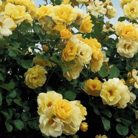 Sky's the Limit Climbing Rose, 3 Gallon Potted Potted Flowering Plant (1-Pack)