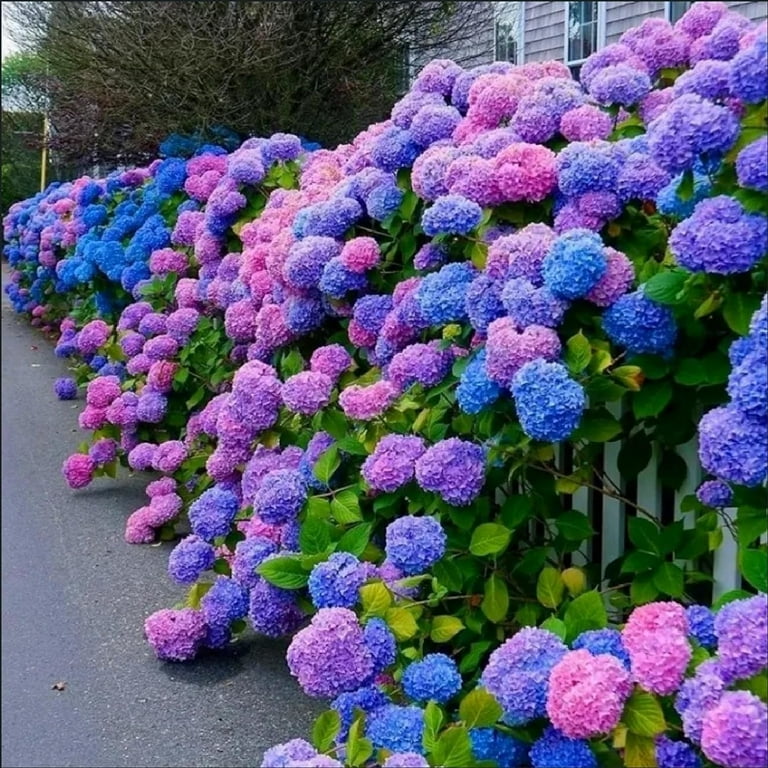 SkyAuks 100 Blue Pink Purple Hydrangea Flower Seed - Walmart.com