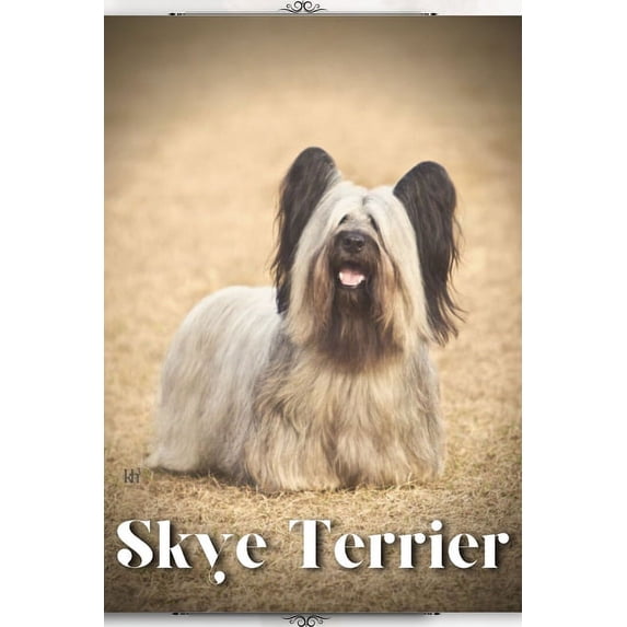 Skye Terrier: Dog breed overview and guide