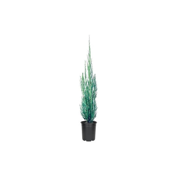Skyrocket Juniper - 10 Live 4 Inch Pots - Juniperus Scopulorum - Formal Upright Evergreen Tree